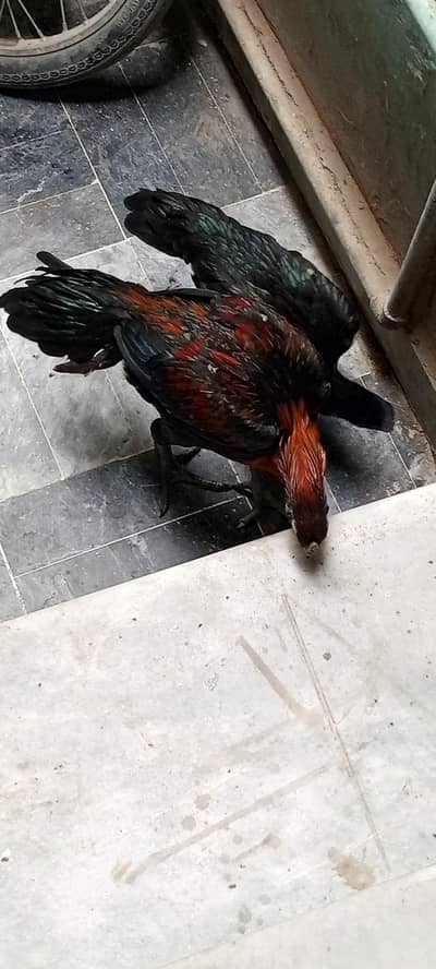 black dragon long tail available