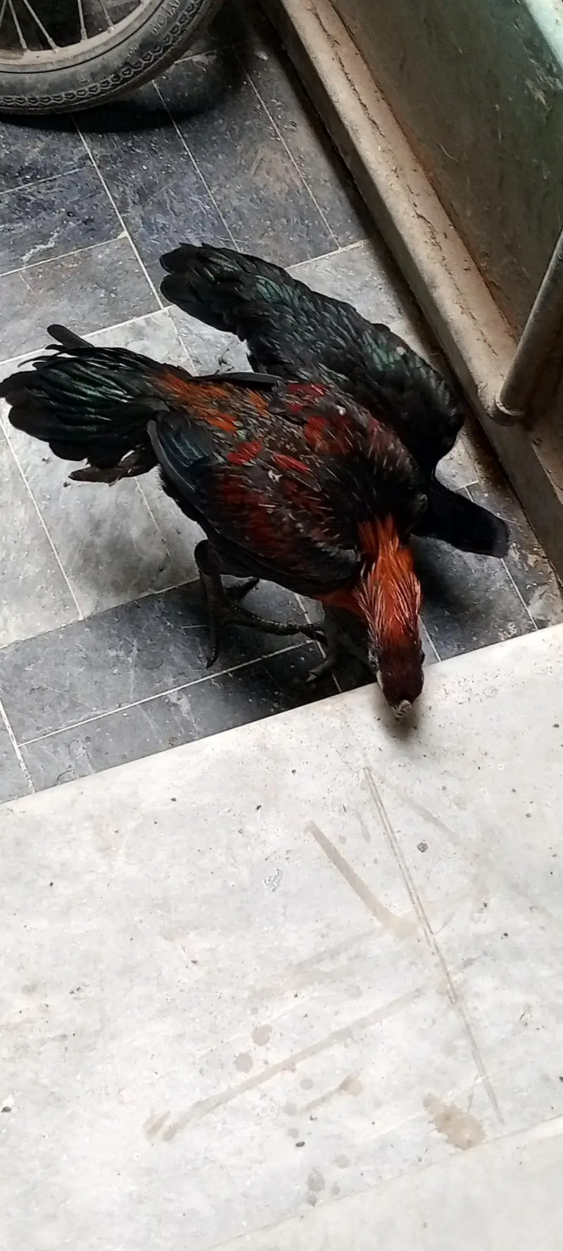 black dragon long tail available
