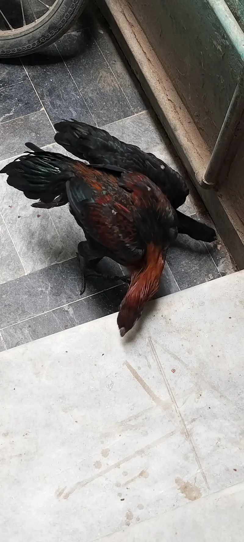 black dragon long tail available — photo 2