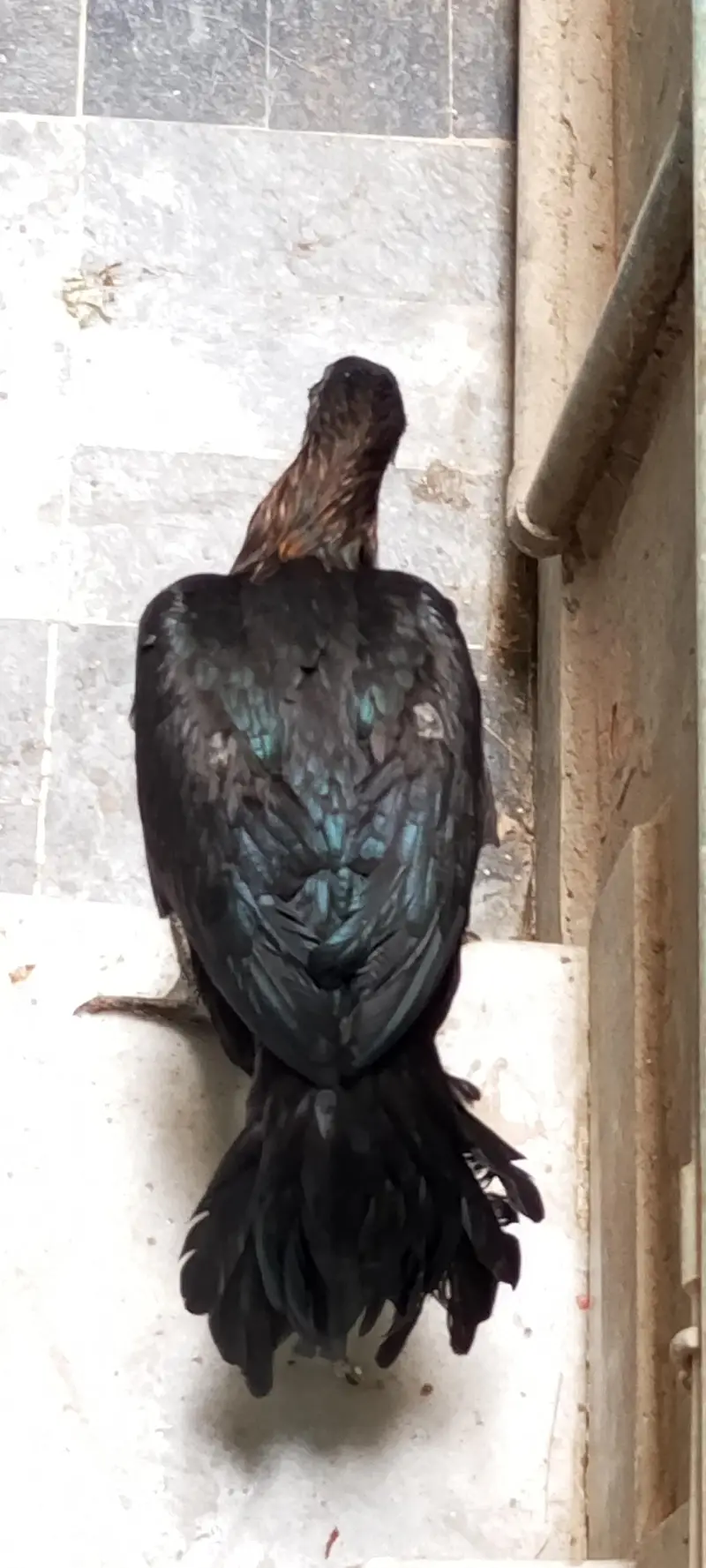 black dragon long tail available — photo 3