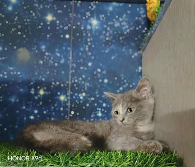 Female Persian Breed || Round-face cat