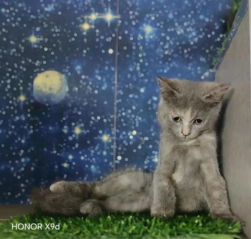 Pure Persian Female Kittens — photo 2