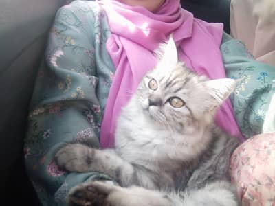 available for urgent sale