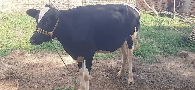 Heifer Hf For sale. Age Only 16 month