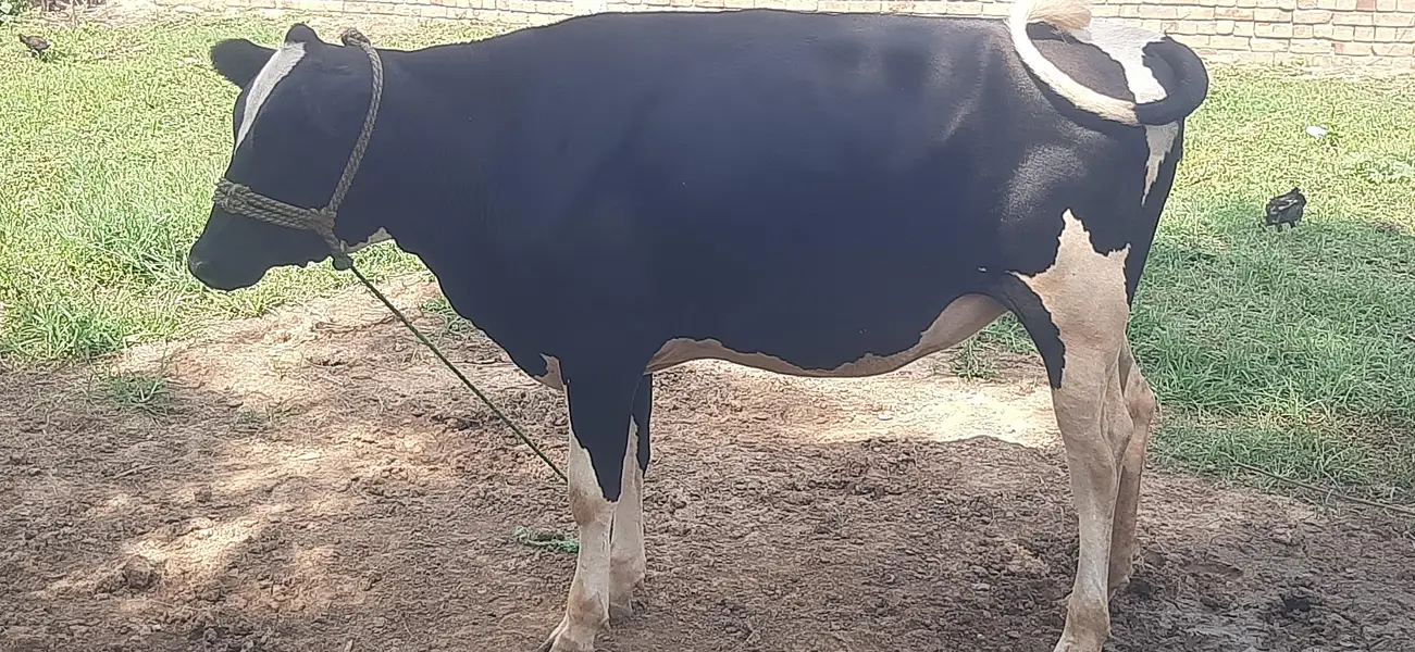 Heifer Hf For sale. Age Only 16 month — photo 2