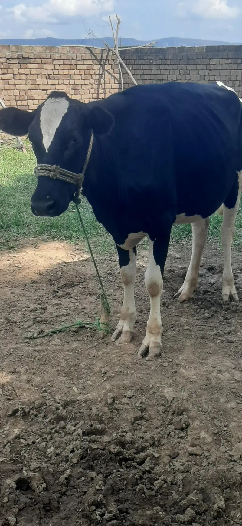 Heifer Hf For sale. Age Only 16 month — photo 3