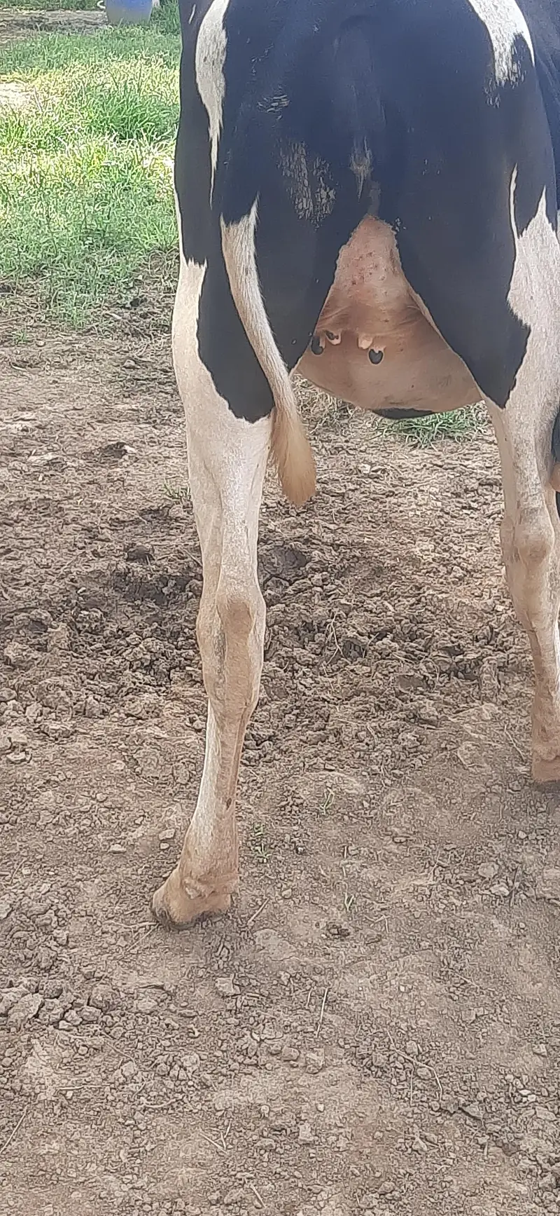 Heifer Hf For sale. Age Only 16 month — photo 4