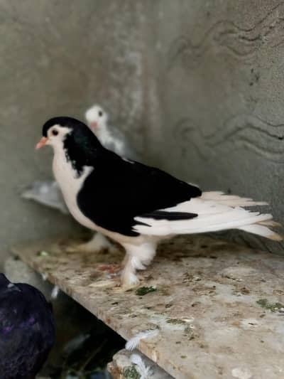 quality pair good size and big parmoz