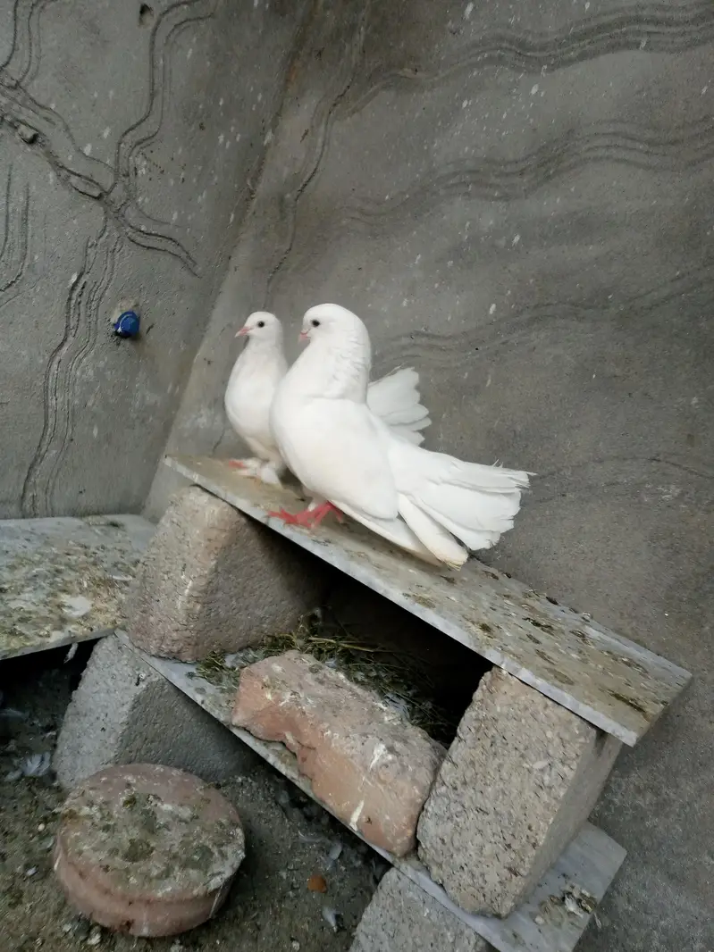 quality pair good size and big parmoz — photo 12