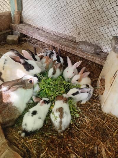Rabbits for sale.