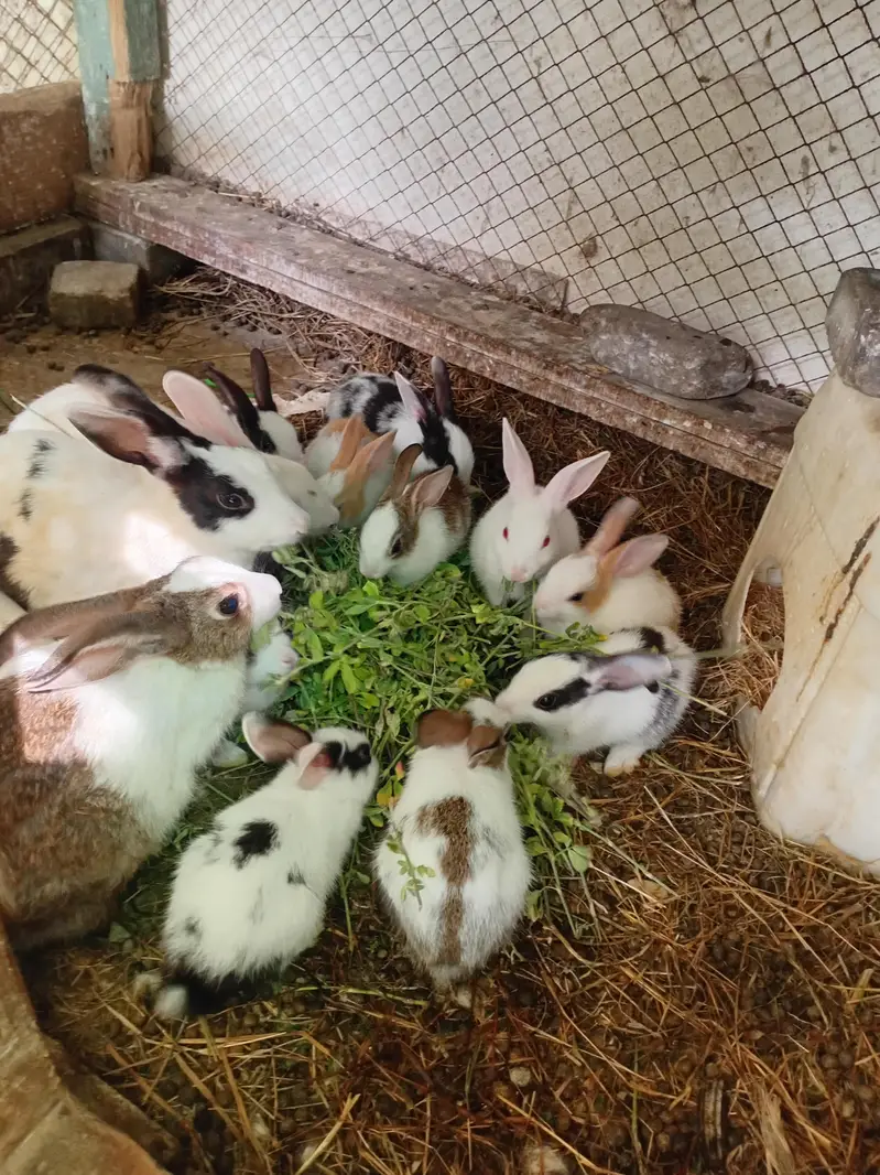 Rabbits for sale.
