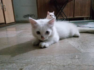 Persian kittens