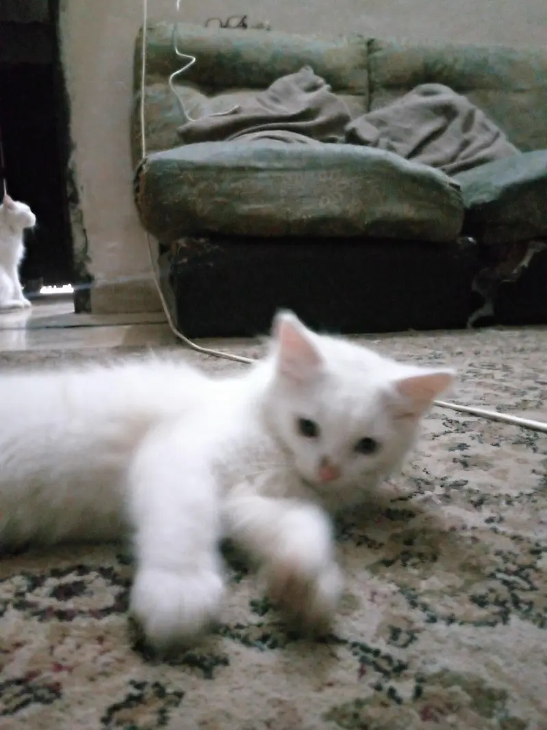 Persian kittens — photo 2