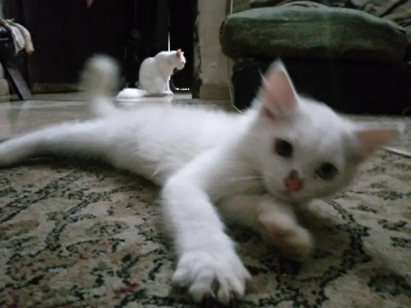 Persian kittens — photo 3