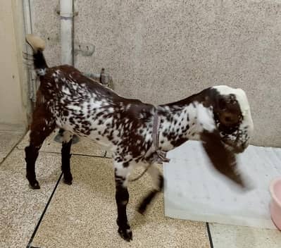 Bakra