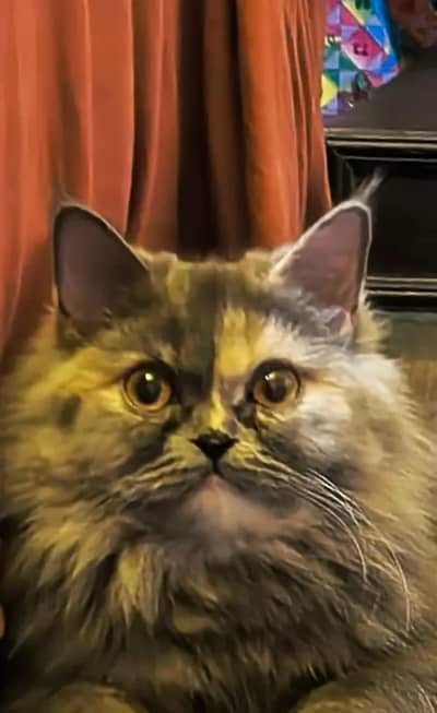 Premium Persian Cat for Sale
