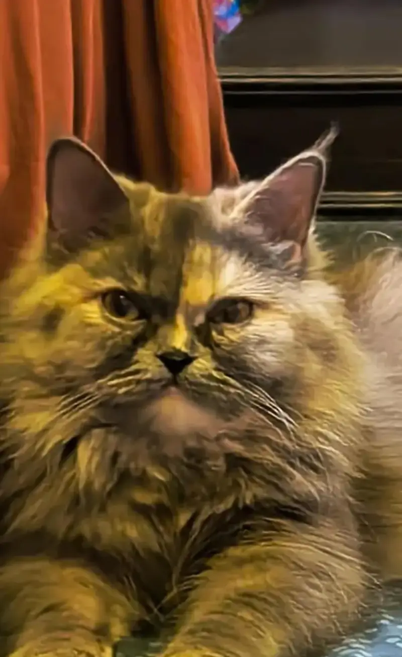 Premium Persian Cat for Sale — photo 2