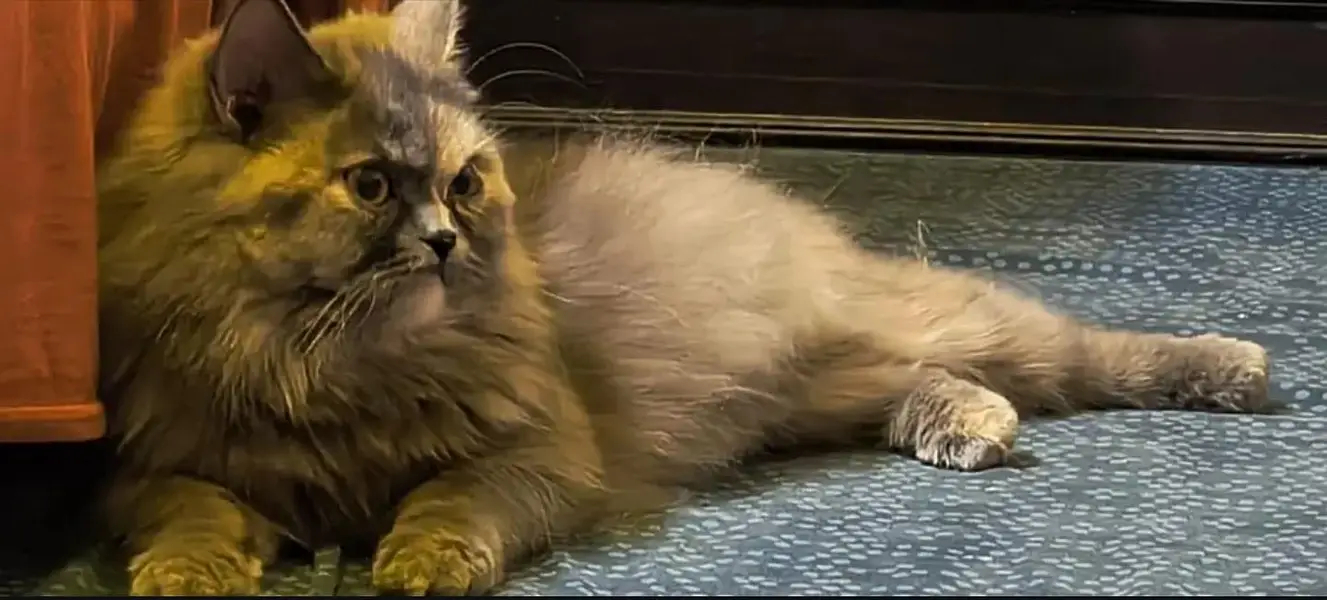 Premium Persian Cat for Sale — photo 3