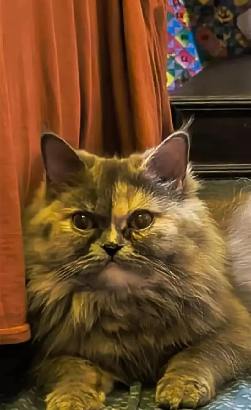 Premium Persian Cat for Sale — photo 4