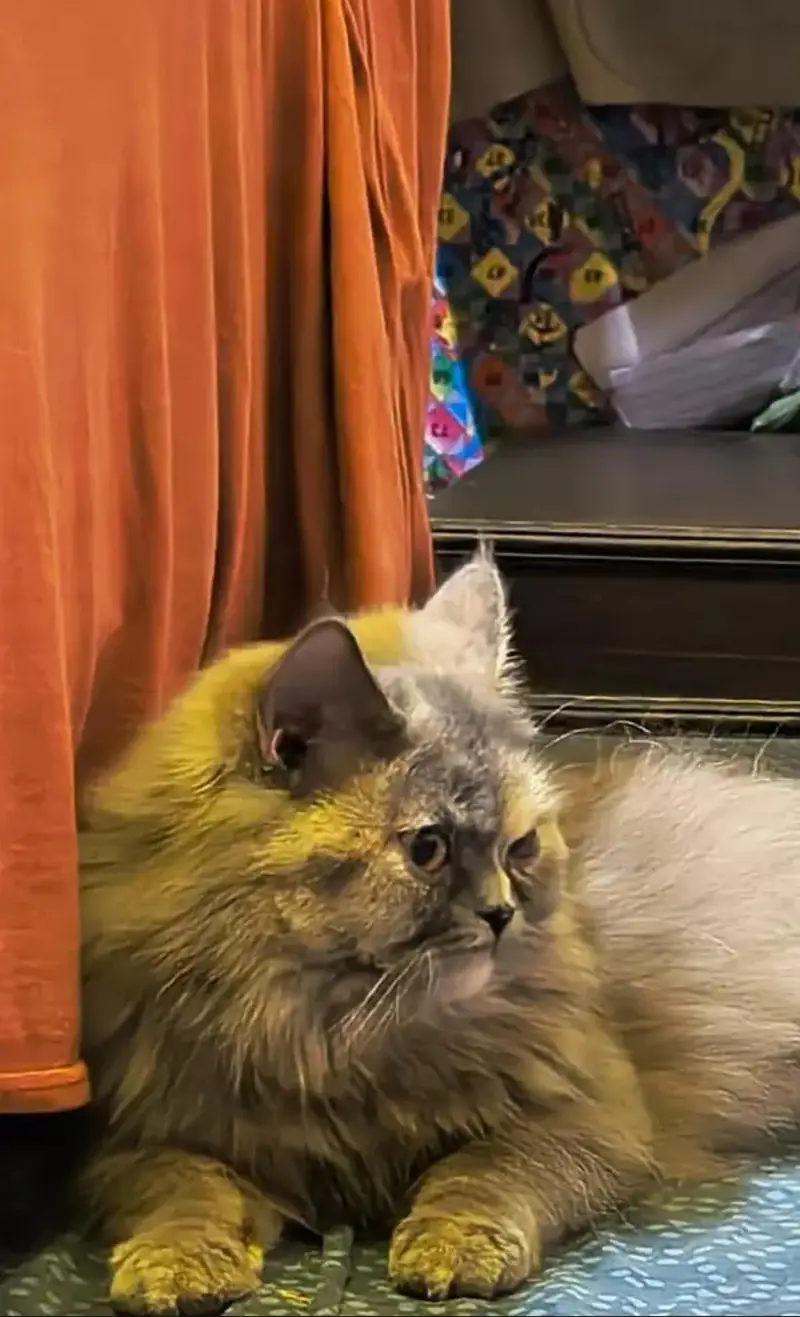 Premium Persian Cat for Sale — photo 5
