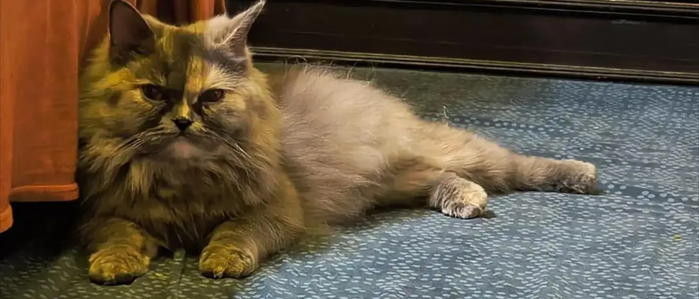 Premium Persian Cat for Sale — photo 6
