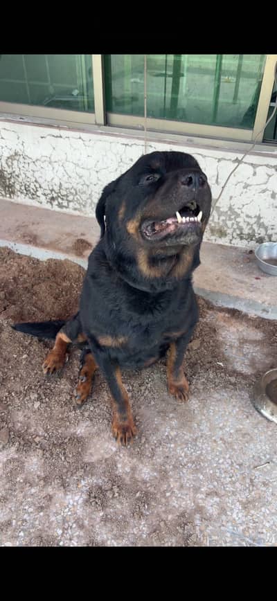 Rottweiler Male