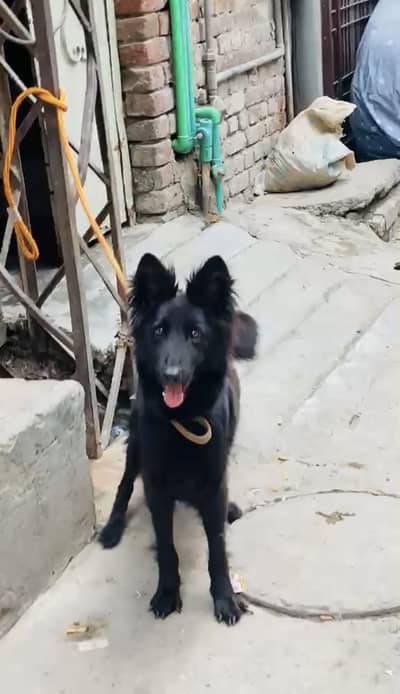 Black shepherd female 9 month old