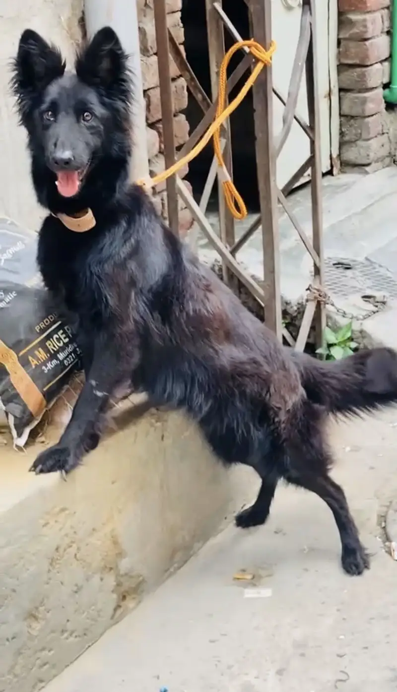Black german shepherd female dog high quality — photo 2