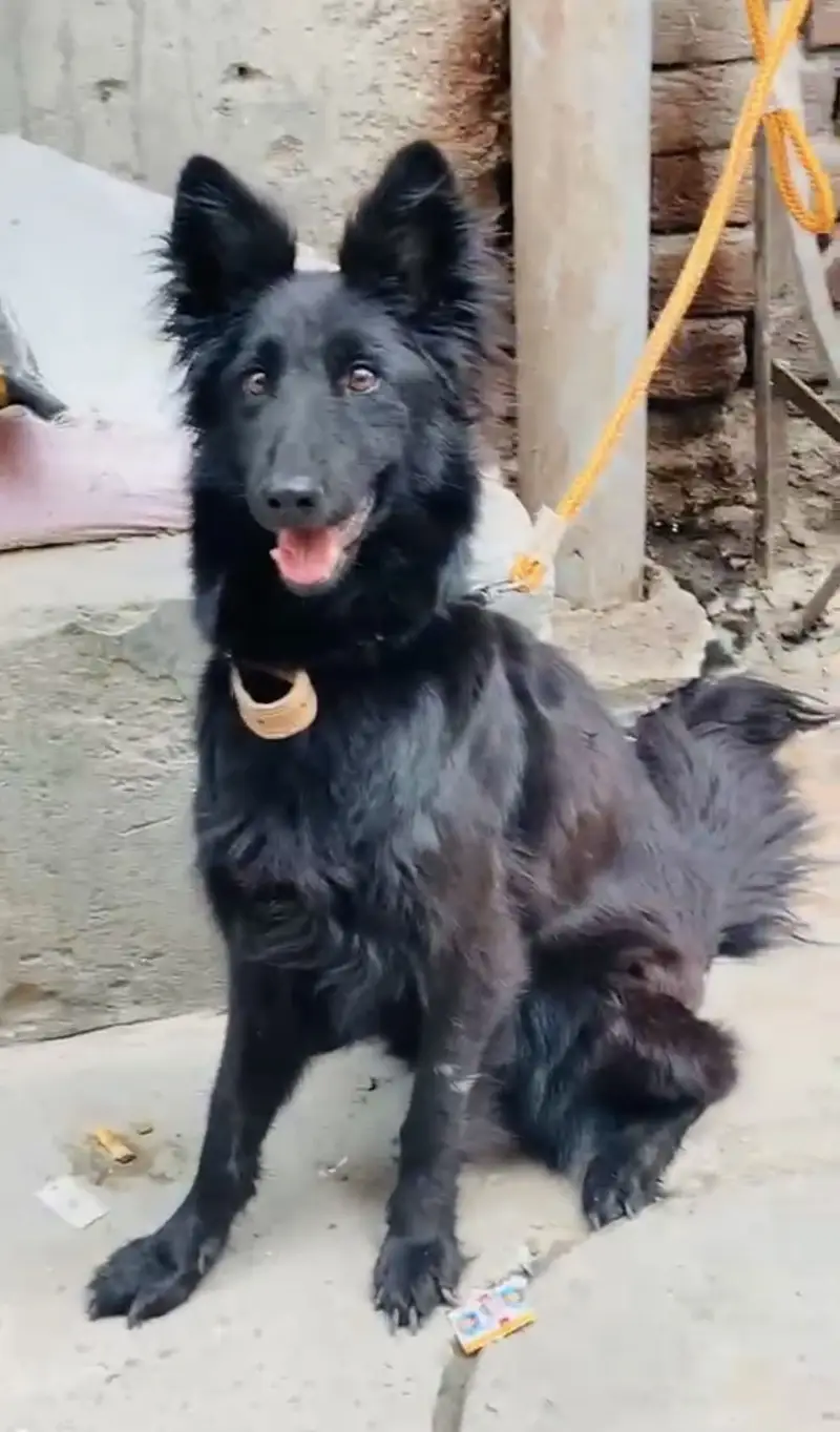 Black german shepherd female dog high quality — photo 3