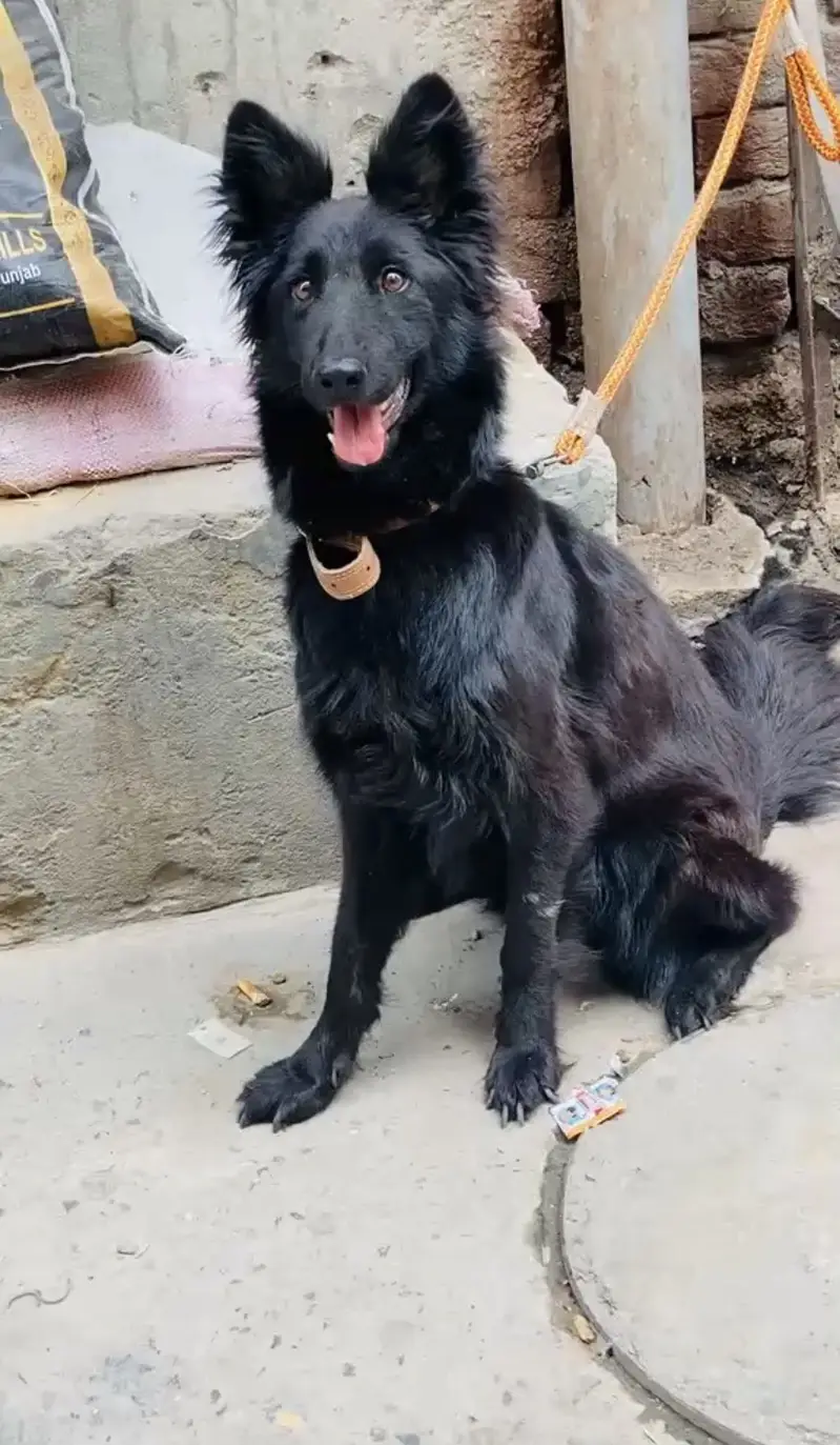 Black german shepherd female dog high quality — photo 4