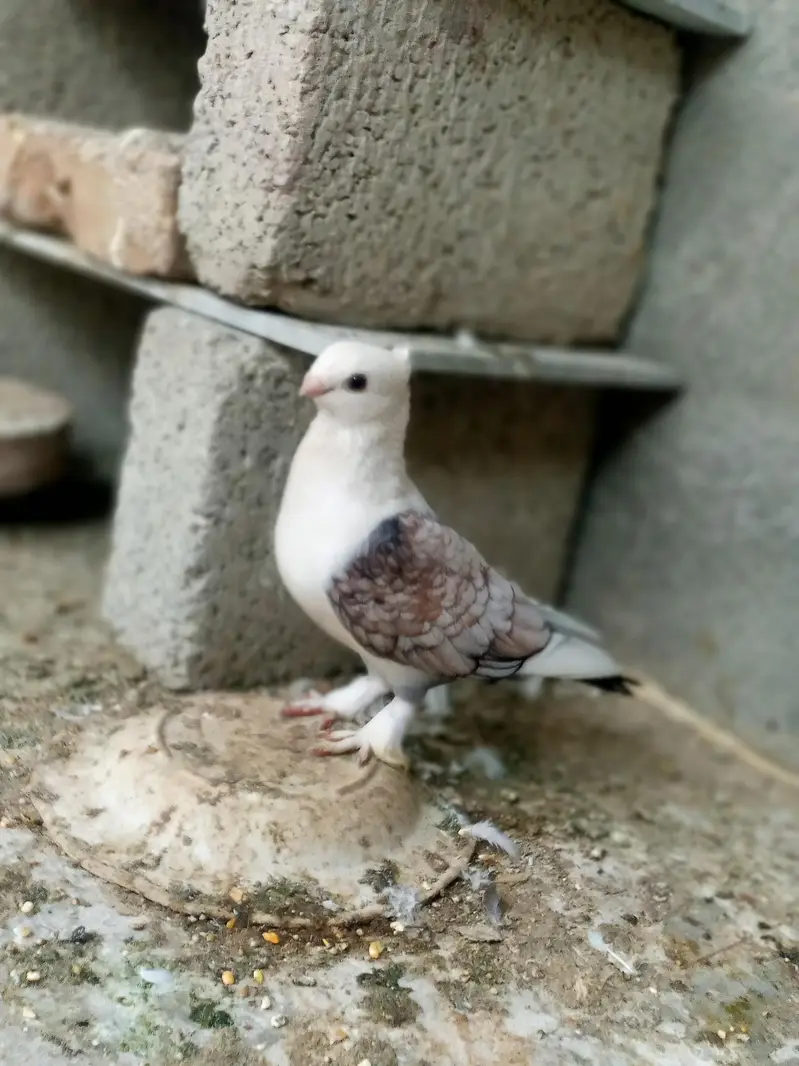 high quality male forsale