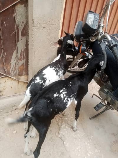 2 male bakra