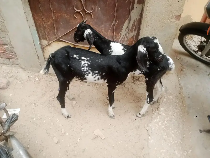 2 male bakra — photo 2