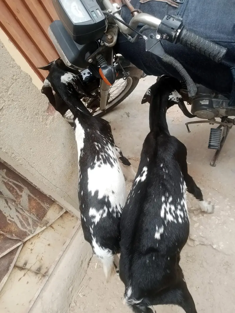 2 male bakra — photo 3