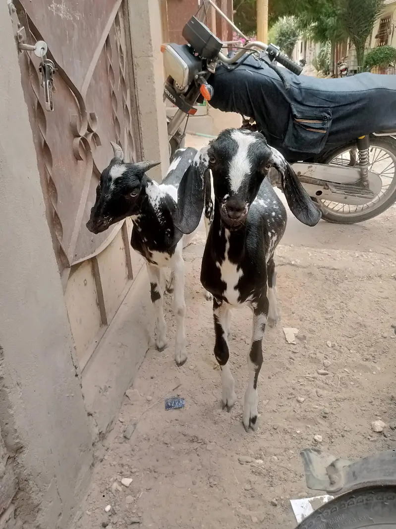 2 male bakra — photo 4