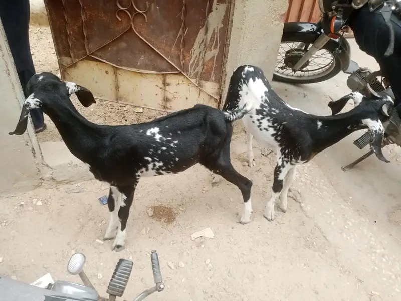2 male bakra — photo 5