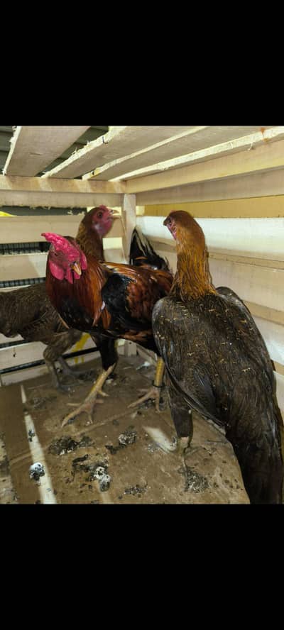 aseel hens 5 Aseel murgh 1