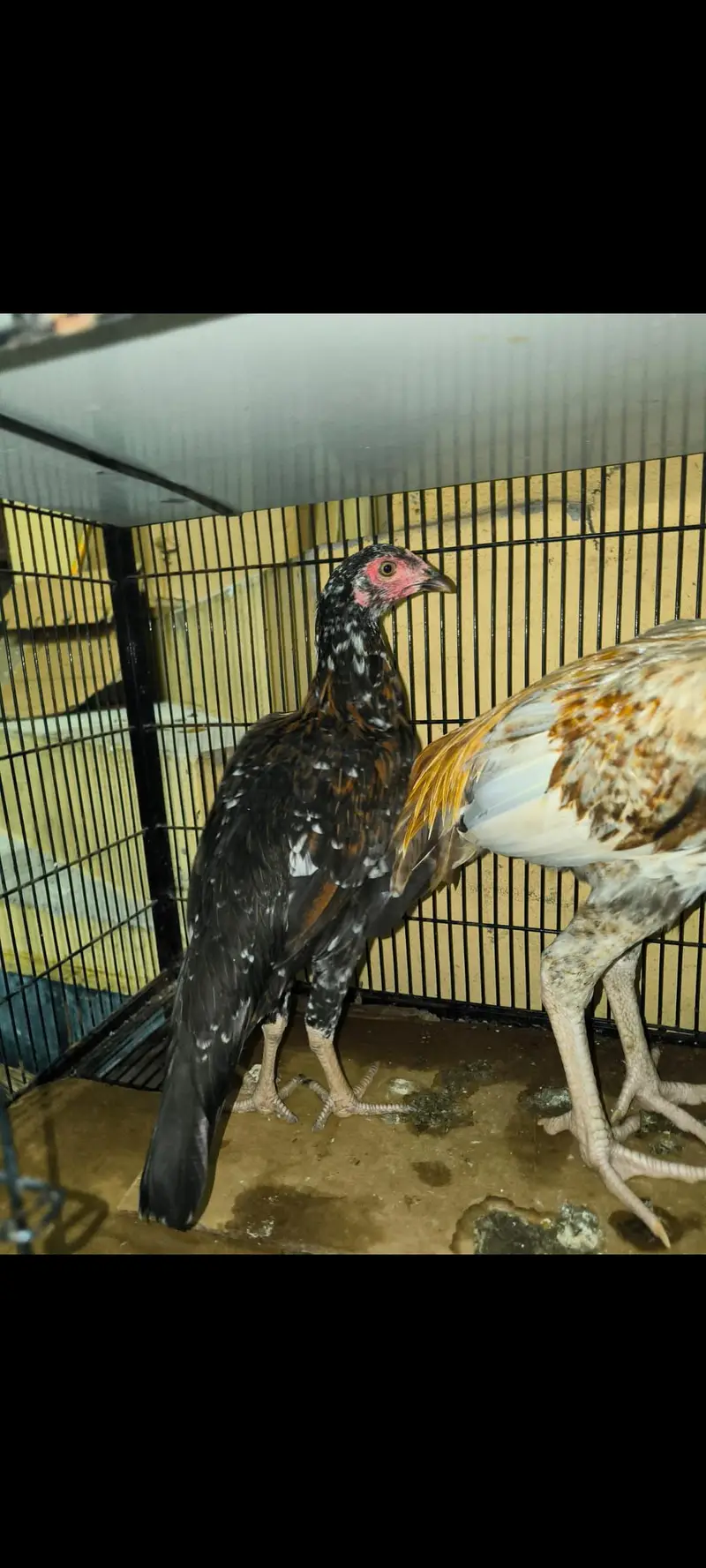 aseel hens 5 Aseel murgh 1 — photo 2