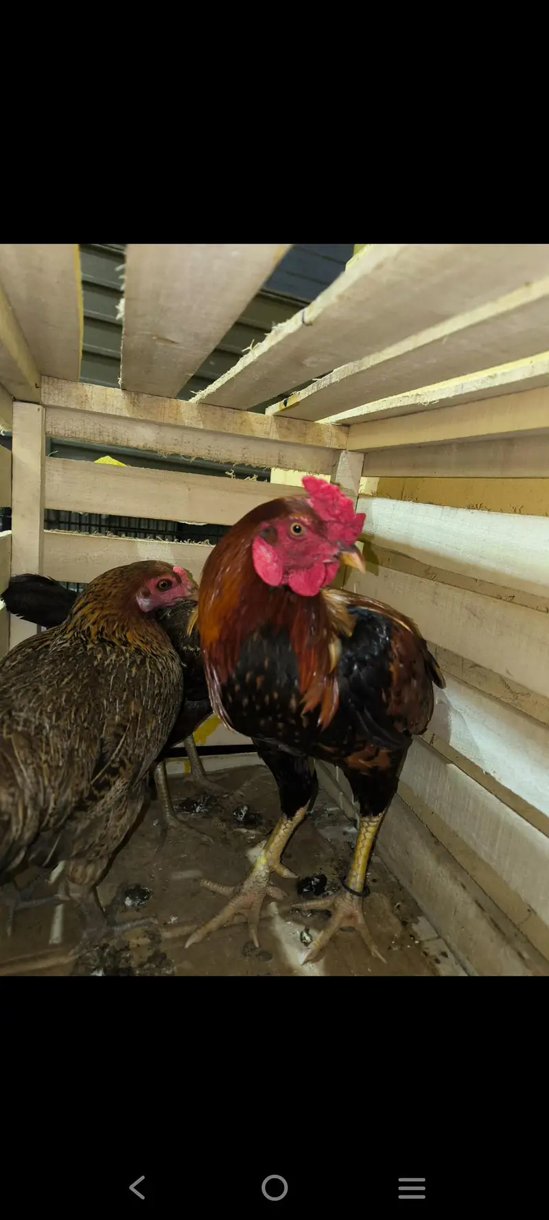 aseel hens 5 Aseel murgh 1 — photo 3