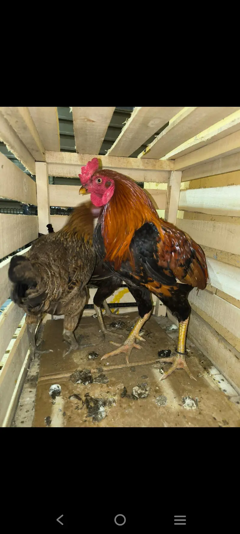 aseel hens 5 Aseel murgh 1 — photo 4