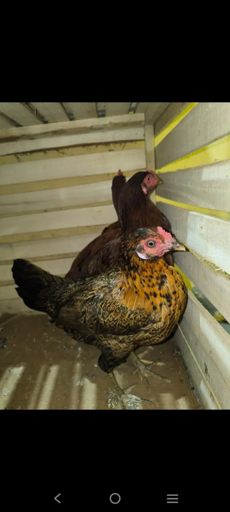 aseel hens 5 Aseel murgh 1 — photo 5