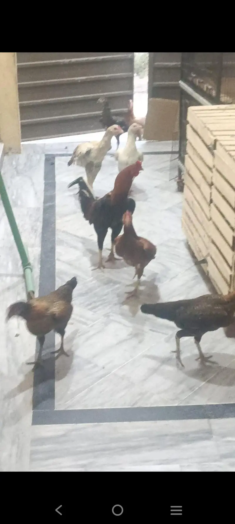 aseel hens 5 Aseel murgh 1 — photo 6