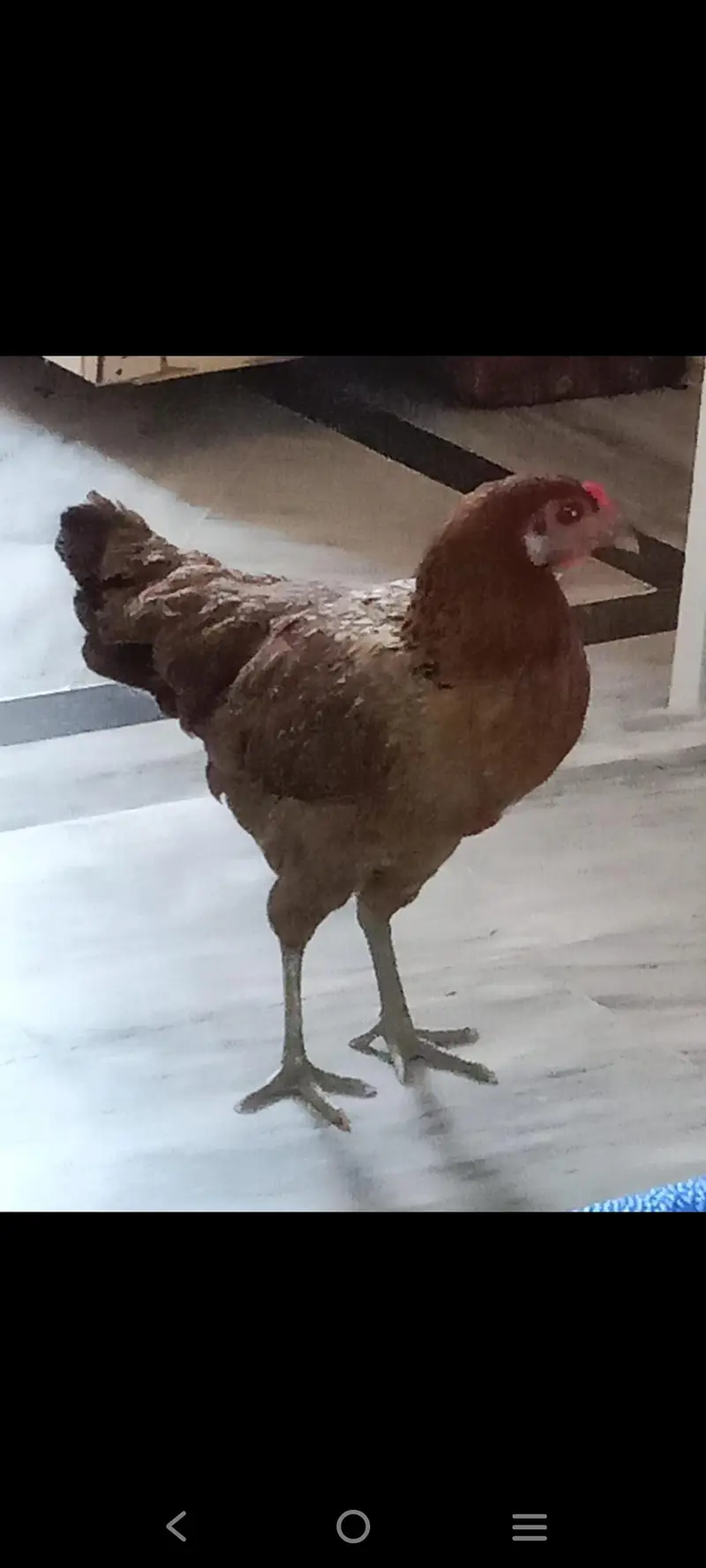aseel hens 5 Aseel murgh 1 — photo 7