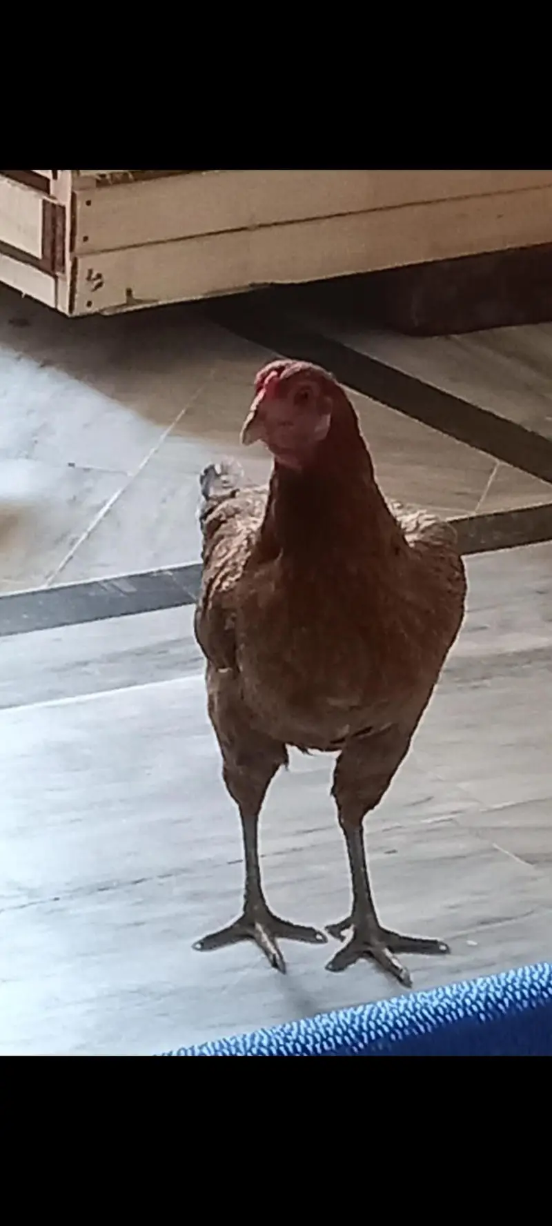 aseel hens 5 Aseel murgh 1 — photo 8