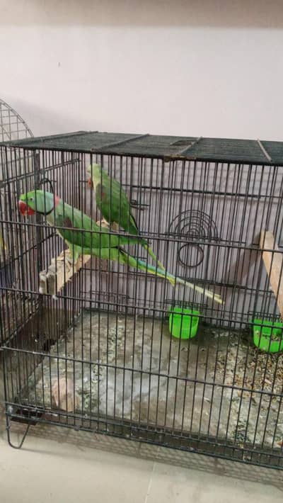 kashmiri raw parrot pair