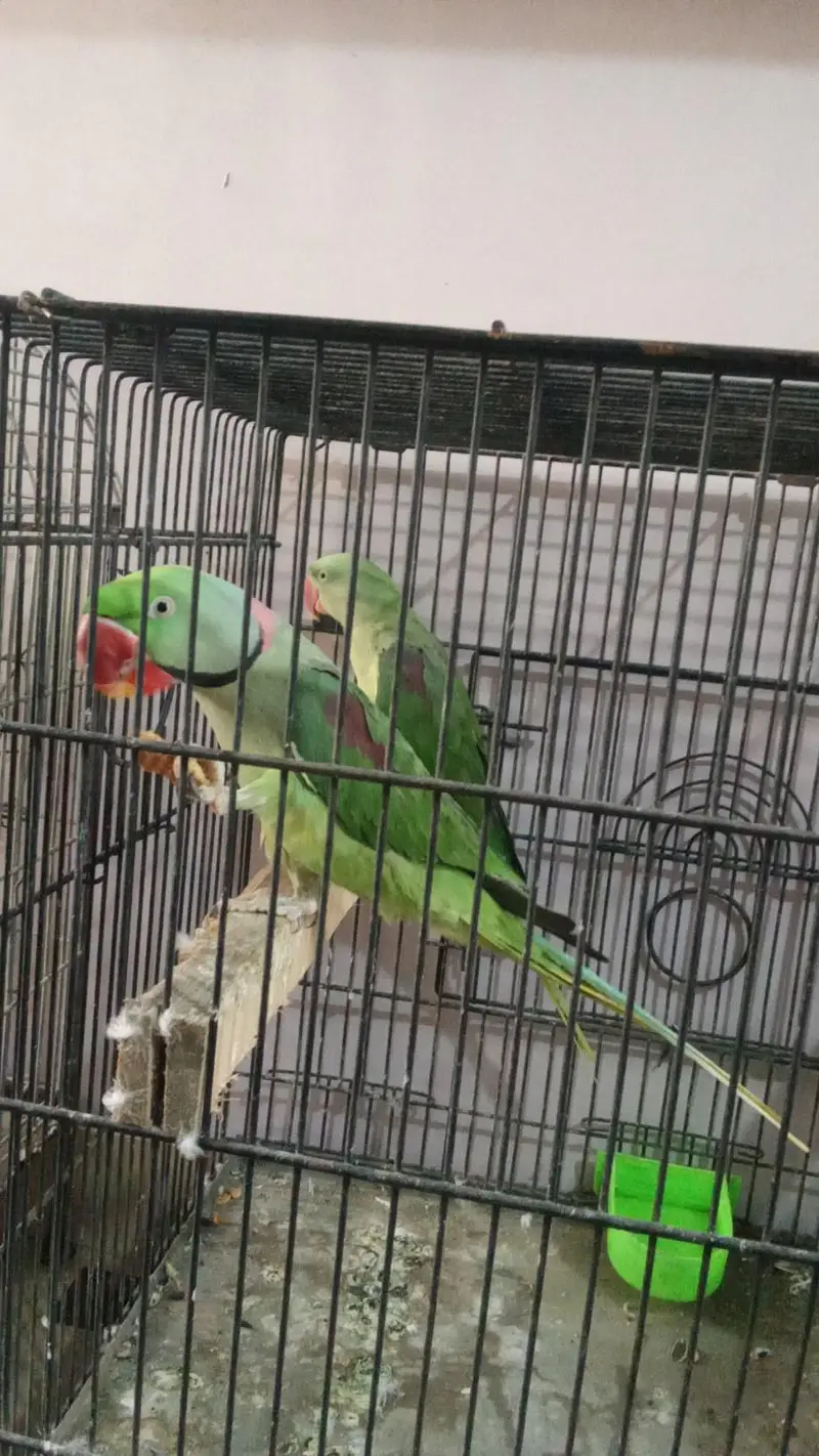 kashmiri raw parrot pair — photo 2