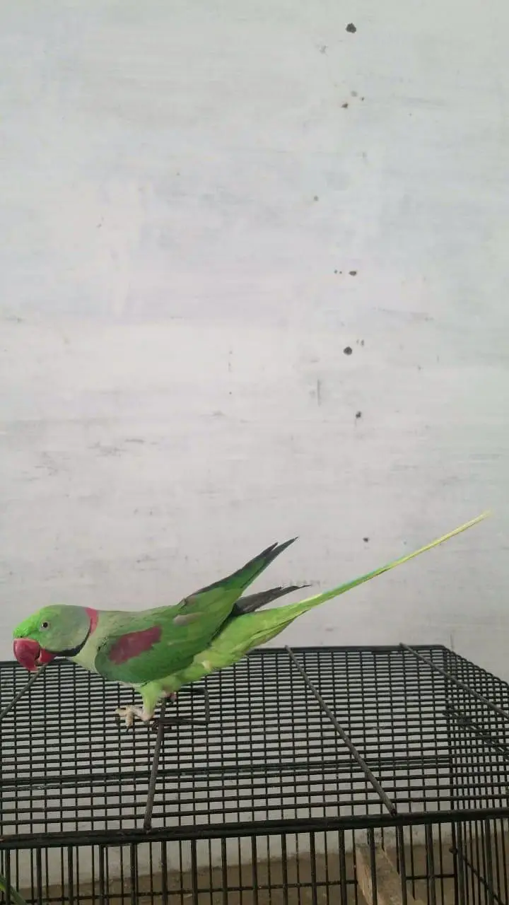 kashmiri raw parrot pair — photo 3