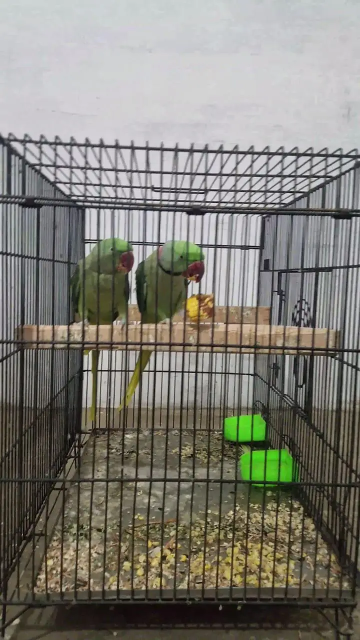kashmiri raw parrot pair — photo 4