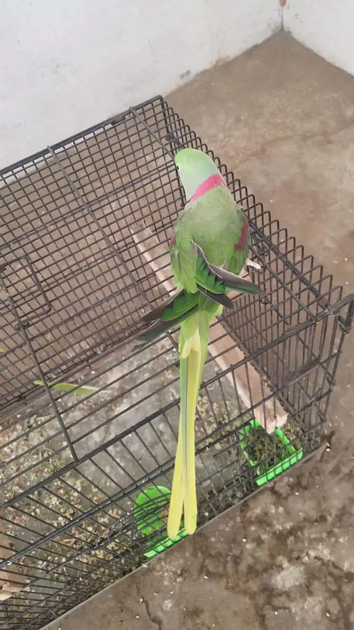 kashmiri raw parrot pair — photo 5