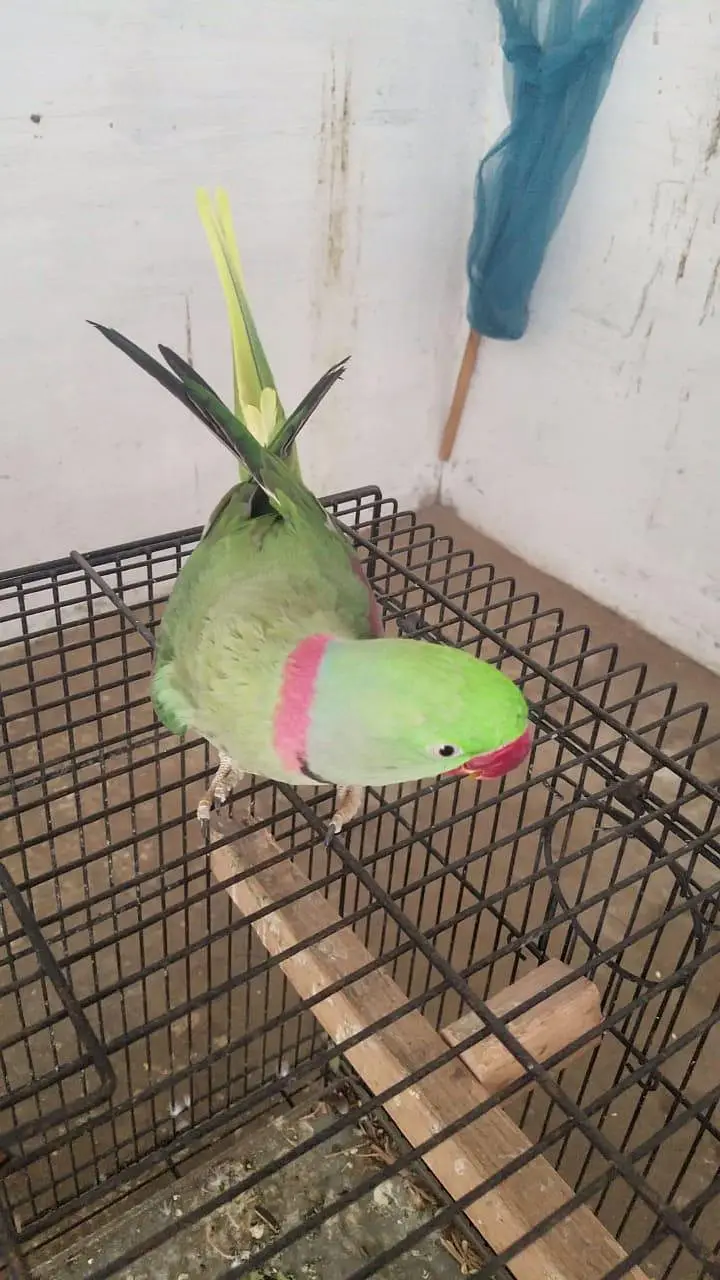 kashmiri raw parrot pair — photo 6